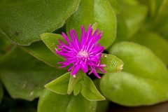 Mesembryanthemum cordifolium