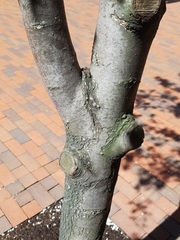 Pyrus calleryana