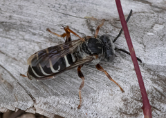 Triepeolus eliseae