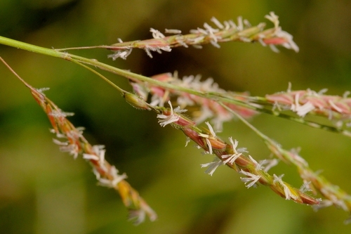 Leersia hexandra iNat (2)