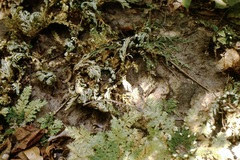 Selaginella pallescens