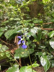 Salvia scutellarioides