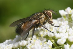 Frontina laeta