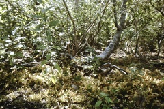 Selaginella pallescens