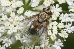 Frontina laeta