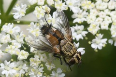 Frontina laeta