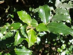 Ilex