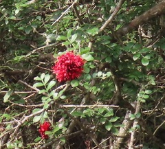 Schotia capitata