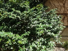 Ilex