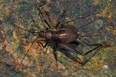 Endecous