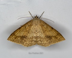 Luxiaria emphatica