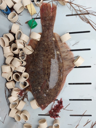 Winter Flounder