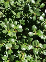 Ilex crenata