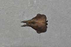 Euglyphis