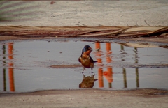 Hirundo rustica