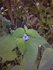 Browallia americana