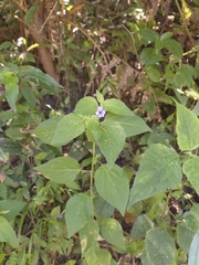 Browallia americana