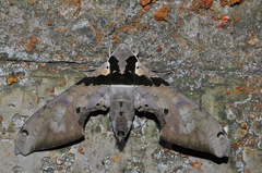 Adhemarius gannascus