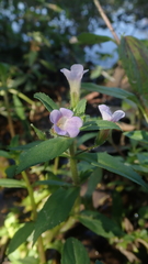Limnophila chinensis