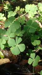Marsilea crenata