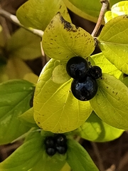 Lonicera japonica