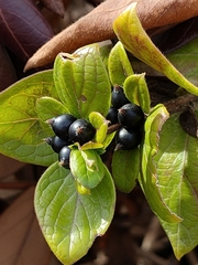 Lonicera japonica