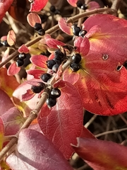 Lonicera japonica