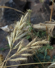 Bromus alopecuros
