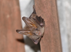 Megaderma spasma