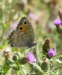 Pseudochazara pelopea