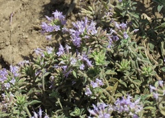 Ziziphora clinopodioides