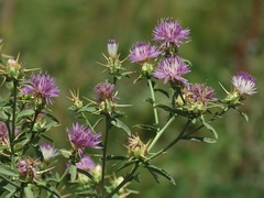 Centaurea iberica