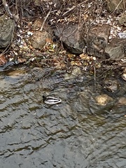 Anas platyrhynchos