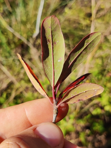 Image of Nyssa ursina by (c) Scott Allen Davis, some rights reserved (CC BY)