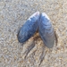 photo of Blue Mussel (Mytilus edulis)