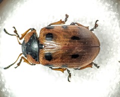 Gonioctena linnaeana