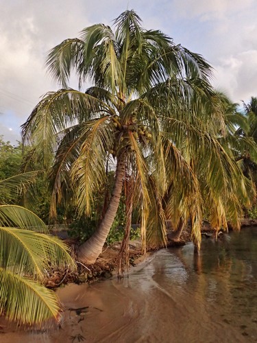 coconut palm (Cocos nucifera)  iNaturalist