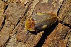 Aspisoma lineatum