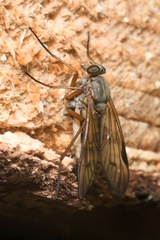 Rhagio vitripennis