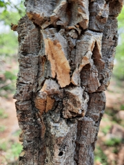 Strychnos cocculoides