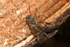 Rhagio vitripennis