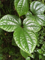 Dioscorea dregeana