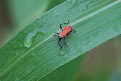 Dysdercus decussatus