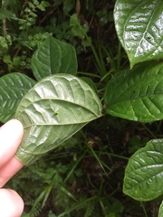 Dioscorea dregeana