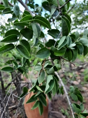 Strychnos cocculoides