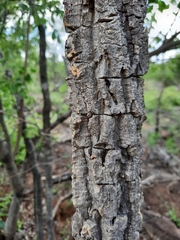 Strychnos cocculoides