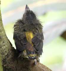 Ramphocelus flammigerus icteronotus