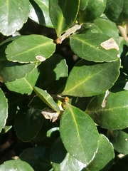 Ilex crenata