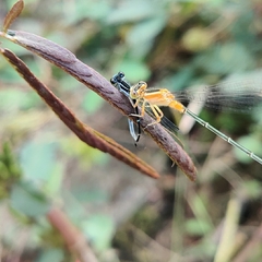 Agriocnemis splendidissima
