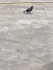 Columba livia domestica